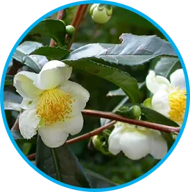 Camellia Sinensis botanical ingredient in Venus Factor™