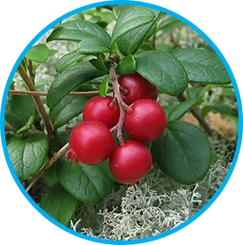Arctic Lingonberry botanical ingredient in Venus Factor™