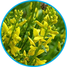 Genistein botanical ingredient in Venus Factor™